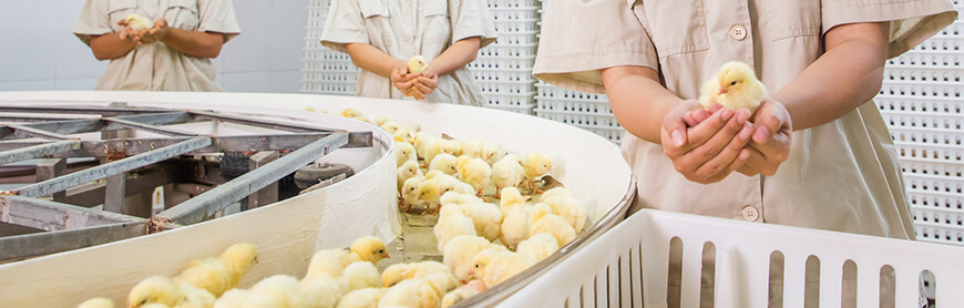 Koipay-�徲֧������