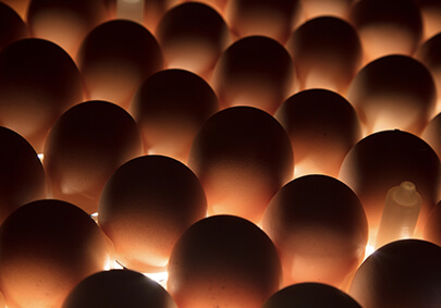 Koipay-�徲֧������