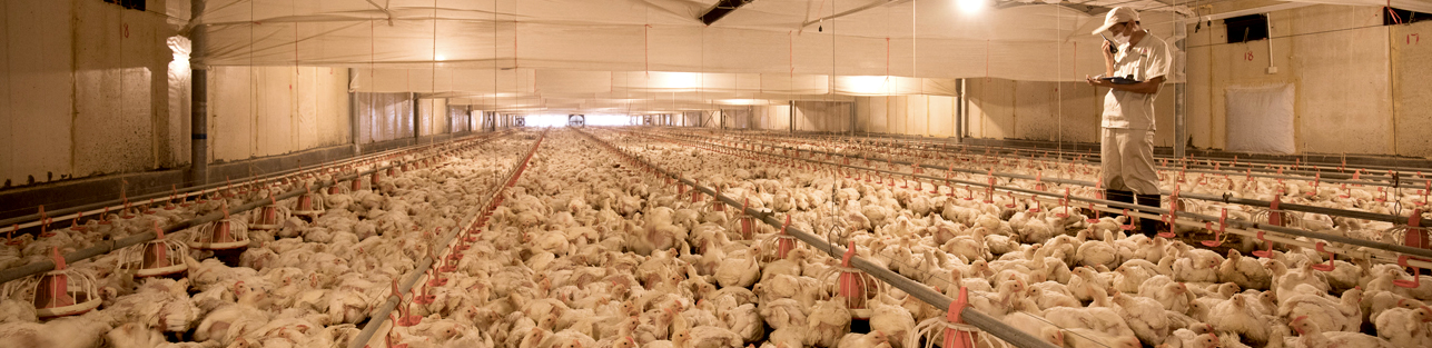 Koipay-�徲֧������