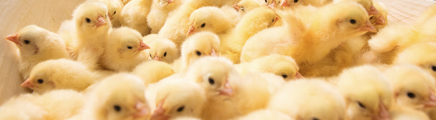 Koipay-�徲֧������