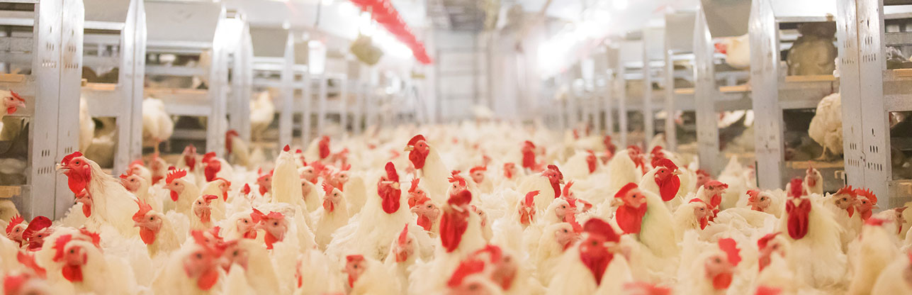 Koipay-�徲֧������