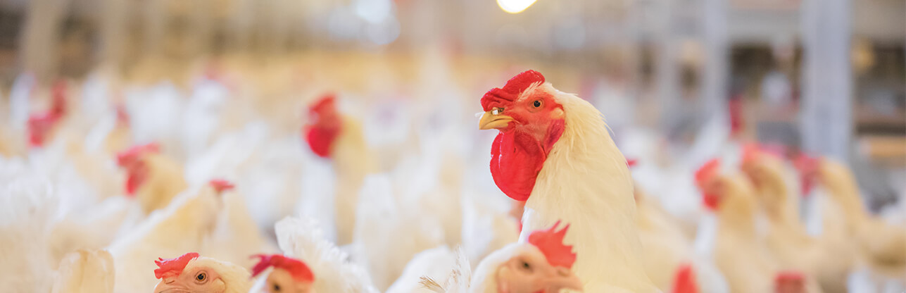 Koipay-�徲֧������