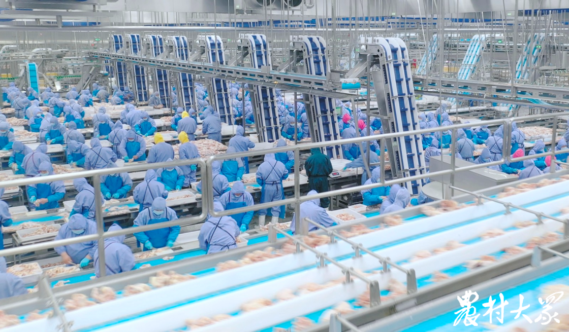 Koipay-�徲֧������